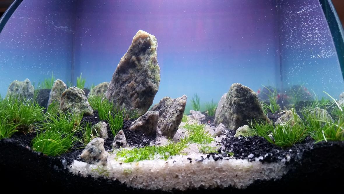 fish tank picture - 1 gallon dirted tank. Granite, dwarf hair, ricca, flourite black sand, silica sand.