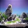 fish tank picture - 1 gallon dirted tank. Granite, dwarf hair, ricca, flourite black sand, silica sand.