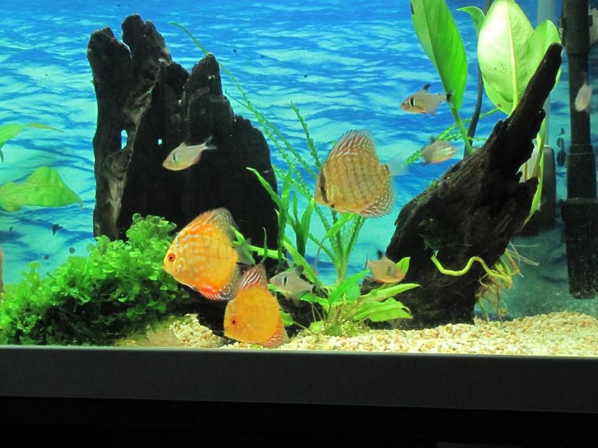 Rated #37: 45 Gallons Planted Tank - 160 Liter tank 100*40*40
Pigeon Blood Discus, Royal Blue Discus, Black Phantom Tetra.
Crinum, Anubias, Pellia, Echinodorus, Cryptocoryne.