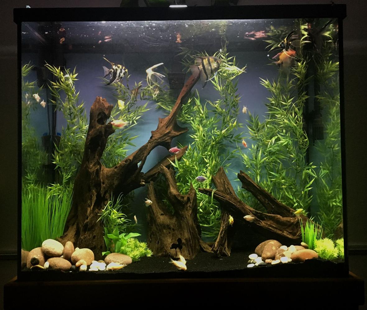 70 gallons freshwater fish tank (mostly fish and non-living decorations) - 70 gallon tall unplanted community tank