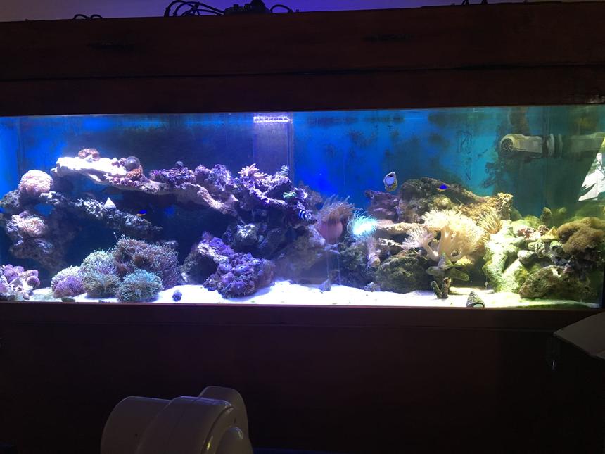 Rated #7: 160 Gallons Reef Tank - My sps dominant reef tank 6x2x2 with 6x14x18 sump