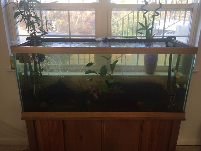 75 gallons planted tank (mostly live plants and fish) - My tank will the window hurt things