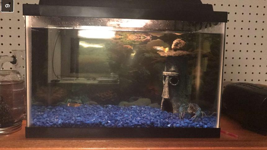 Rated #88: 5 Gallons Freshwater Fish Tank - My tank