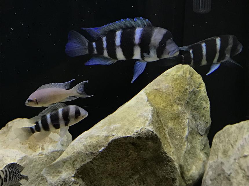 Rated #17: Freshwater Fish Stocking In 55 Gallons Tank - My fronts