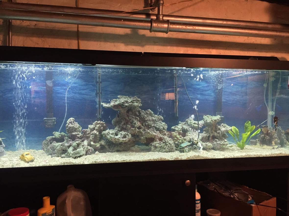 125 gallons freshwater fish tank (mostly fish and non-living decorations) - Freshwater one angel fish , gourami,