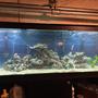 125 gallons freshwater fish tank (mostly fish and non-living decorations) - Freshwater one angel fish , gourami,