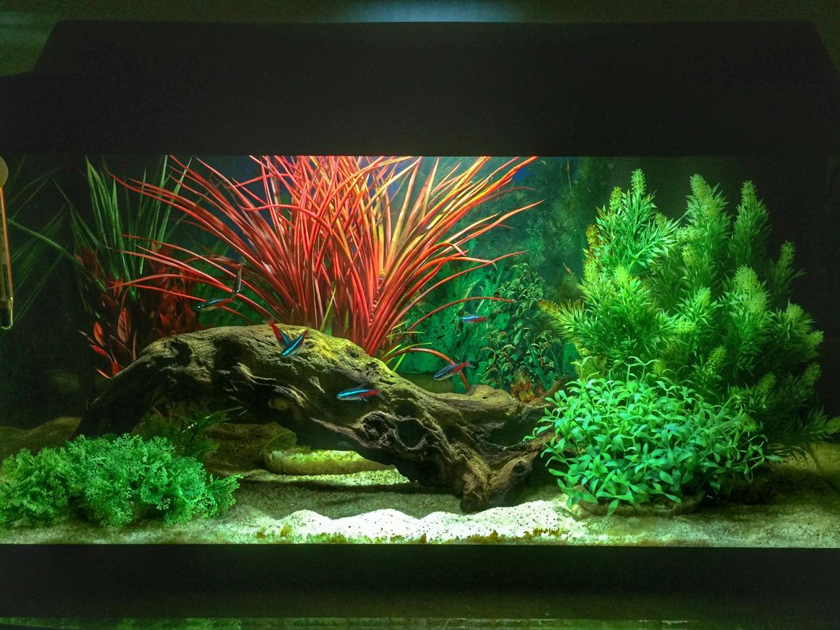 14 gallons freshwater fish tank (mostly fish and non-living decorations) - First tank. Set up for my boys, but I already have an unhealthy obsession....