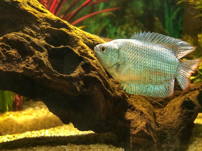 freshwater fish stocking in 14 gallons tank - Our Dwarf Gourami, 'Michael'.
