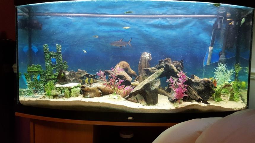 Rated #53: 52 Gallons Freshwater Fish Tank - New juwel 250l tank