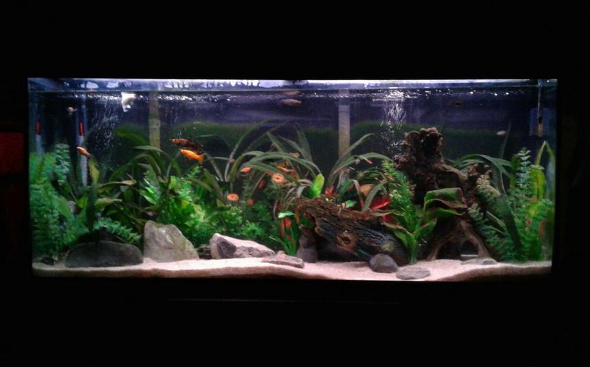 Rated #10: 55 Gallons Freshwater Fish Tank - 55 gallon community artificially planted. Home to weather (dojo) loaches, peppered loaches, Bolivian rams, assorted Mollies, harliquin rasboras, black neon tetra, albino Cory cats, and mystery snails