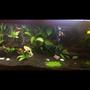 75 gallons freshwater fish tank (mostly fish and non-living decorations) - Newest