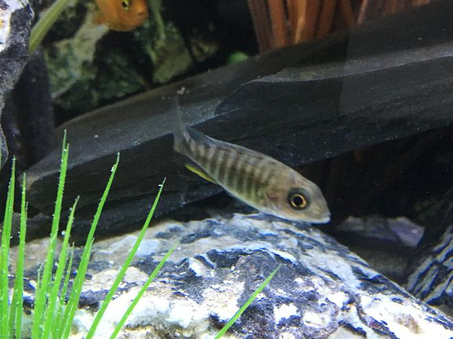 freshwater fish stocking in 45 gallons tank - Juvenile Peacock Cichlid - not sure what it is.