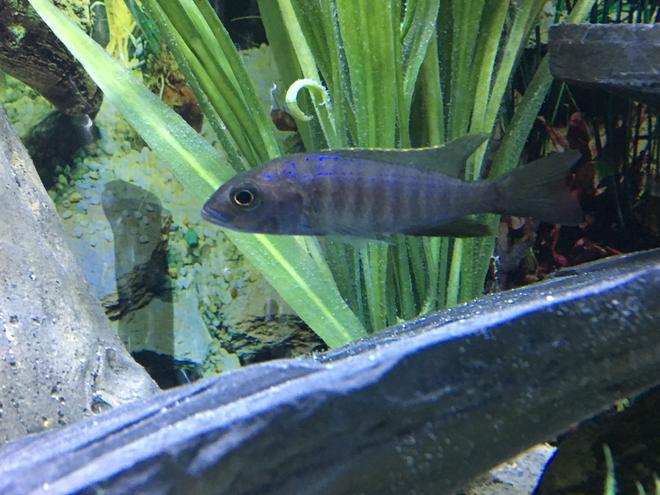 freshwater fish stocking in 45 gallons tank - Juvenile Electric Blue Ahli 1-6-17