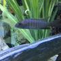 freshwater fish stocking in 45 gallons tank - Juvenile Electric Blue Ahli 1-6-17