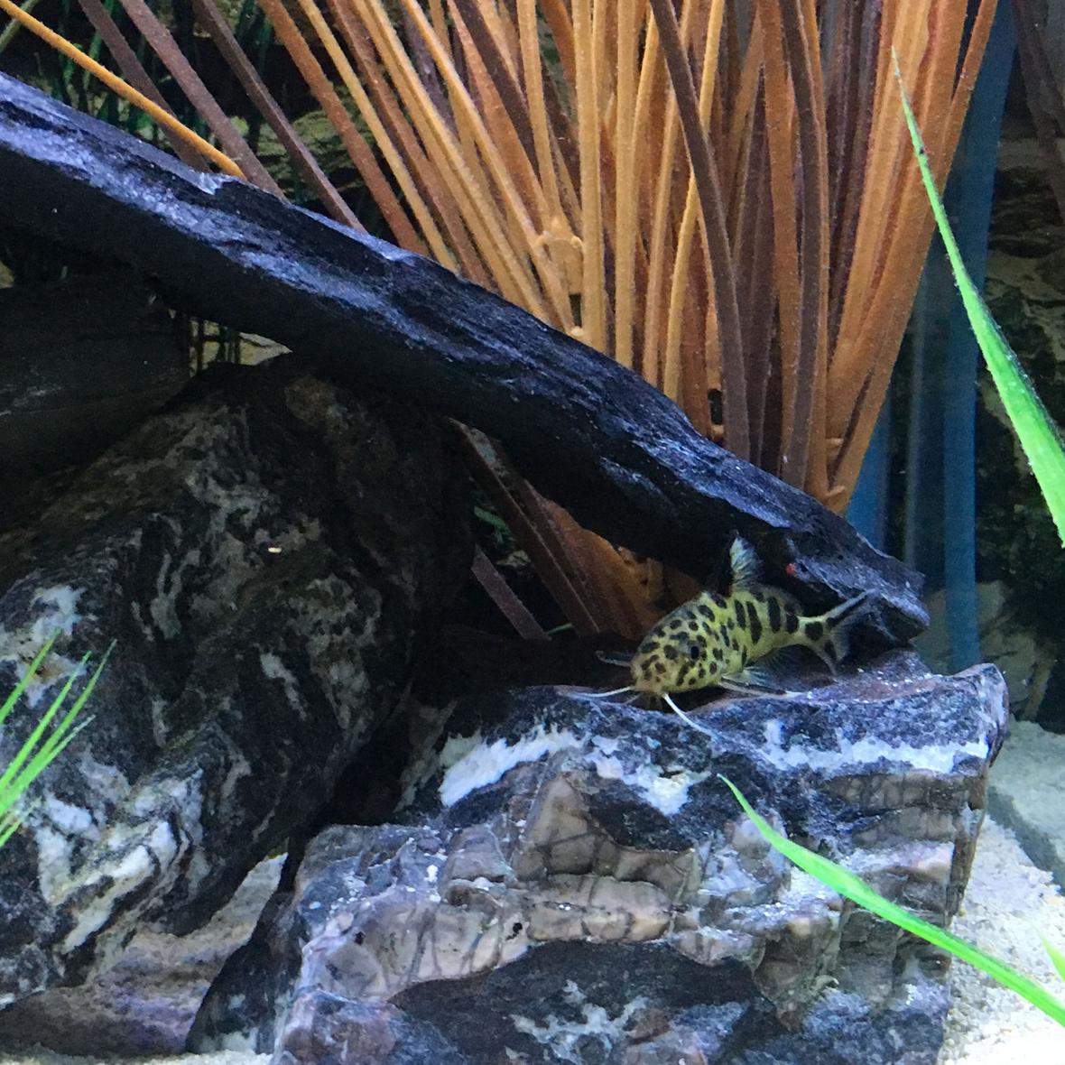 freshwater fish stocking in 45 gallons tank - Synodontis Multipunctatus 1-6-17