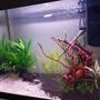 20 gallons freshwater fish tank (mostly fish and non-living decorations) - My new and first setup