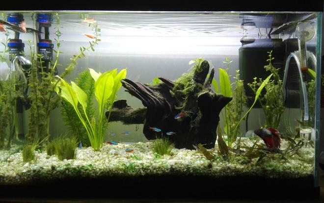 16 gallons freshwater fish tank (mostly fish and non-living decorations) - planted tank