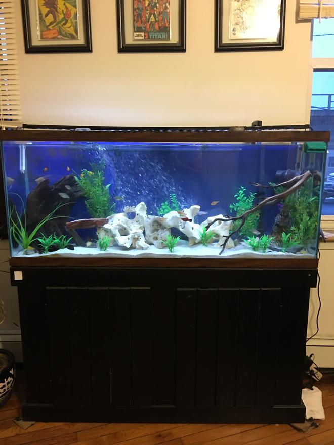 55 gallons freshwater fish tank (mostly fish and non-living decorations) - Work in progress cichlid tank