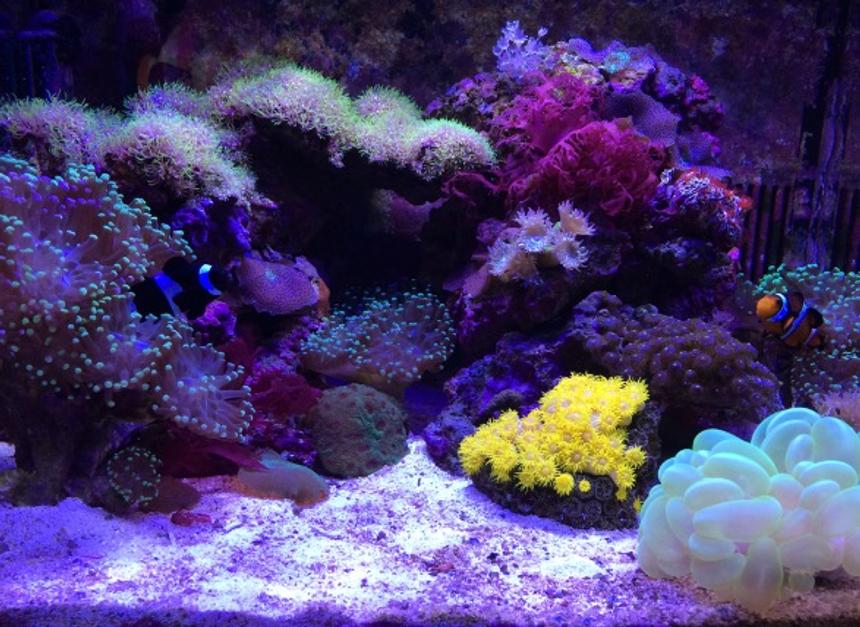 Rated #11: 29 Gallons Reef Tank - Corals: (GreenTipFrogspawn-x3), (GreenStarPolyps), (Mushrooms:Green,Blue,Orange), (SunCoral), (DuncanCoral-x2), (PulsingXenia), (NeonGreenBubbleCoral), (Zoanthids-BlueBerryFields), (WarPaintFavia)
Inverts: (RedEncrustedTubeWorms)
Macro: (OrangeSpec.DragonsBreath)