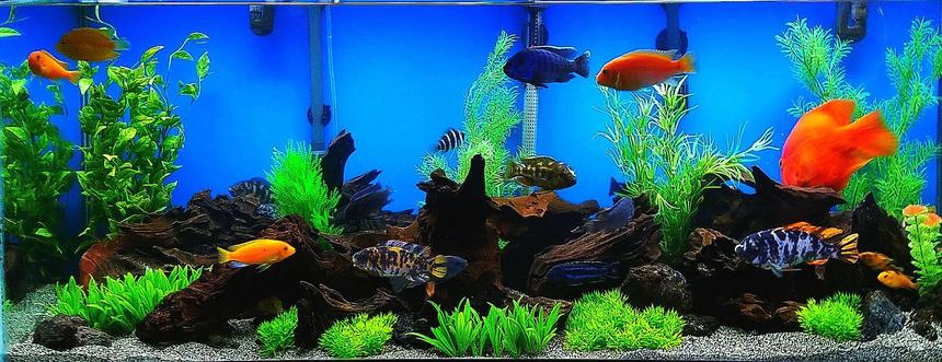 Rated #20: 75 Gallons Freshwater Fish Tank - 75 Gal. Cichlid Tank