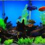 75 gallons freshwater fish tank (mostly fish and non-living decorations) - 75 Gal. Cichlid Tank