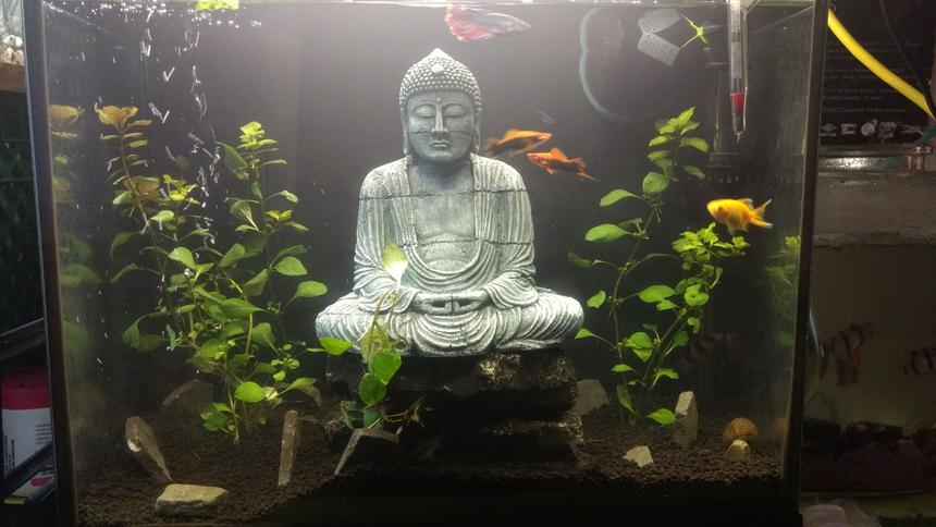 Rated #47: 30 Gallons Planted Tank - 28 gallon lightly planted tank. Large variety of fish although alot of them are hiding in the photo.