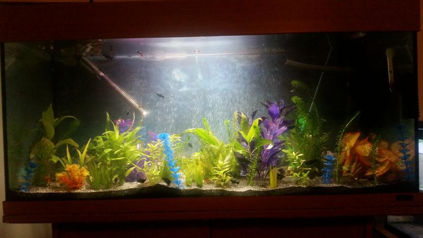 Rated #53: 40 Gallons Planted Tank - My new project and hobby. Eventually will be all grass and colurful with more live plants.