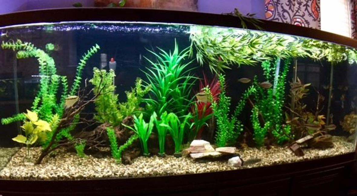 150 gallons freshwater fish tank (mostly fish and non-living decorations) - my 150 Gallon. Tons of barbs, rainbow fish and cory's.
