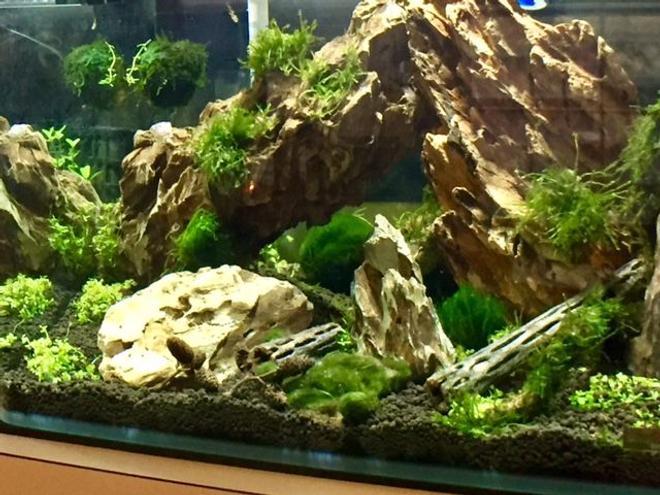 150 gallons planted tank (mostly live plants and fish) - first aquascape. Dragon stone, weeping and flame moss. Planning on adding shrimp.