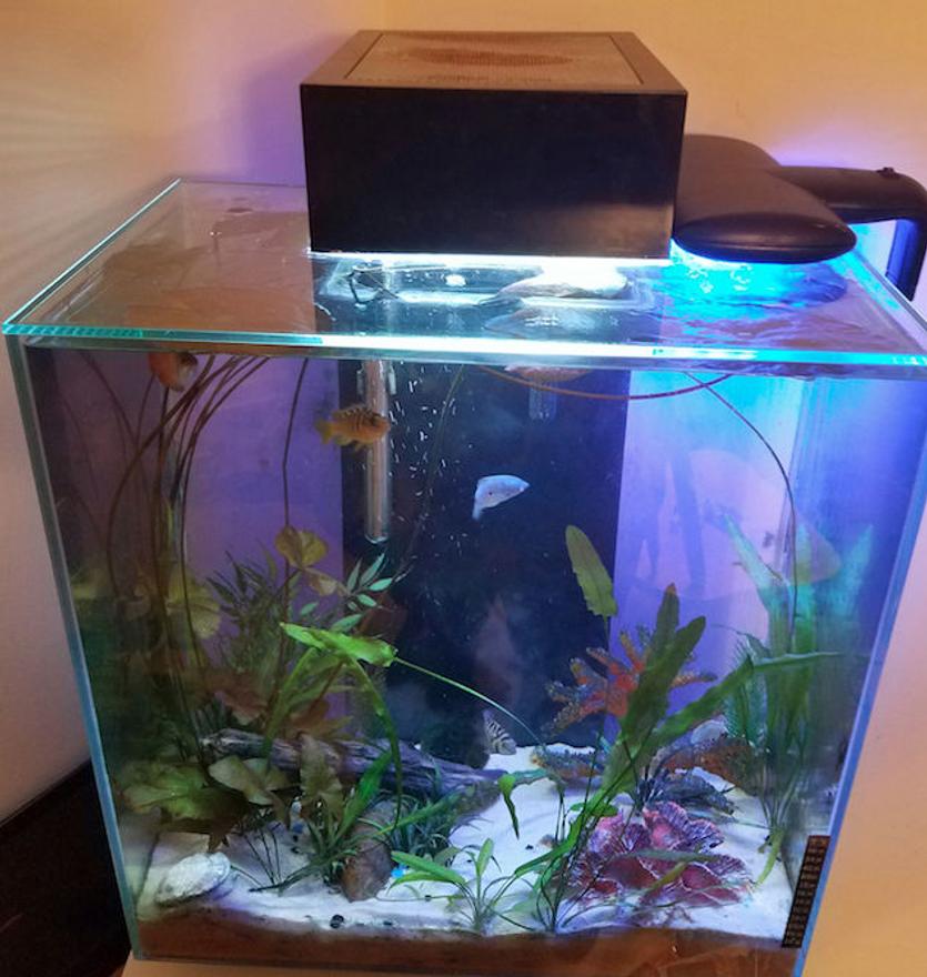 Rated #50: 12 Gallons Planted Tank - Got this tank at the flea market for $10. I planted a bulb kit with onion, lily, and aponogoten. I did some trial and error with fish. and now i can't stop learning about tanks, fish and plants.