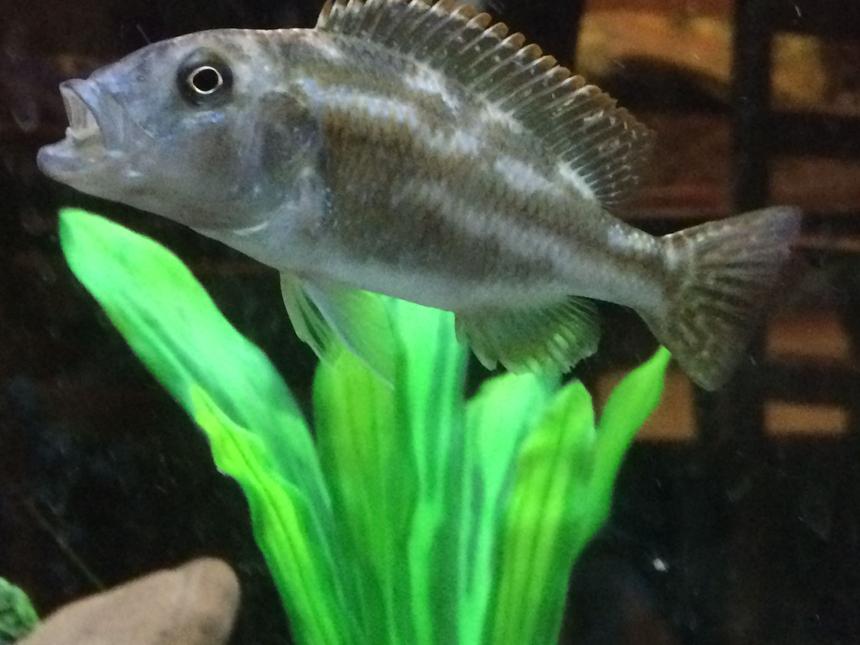 Rated #6: Freshwater Fish Stocking In 55 Gallons Tank - Venustrus