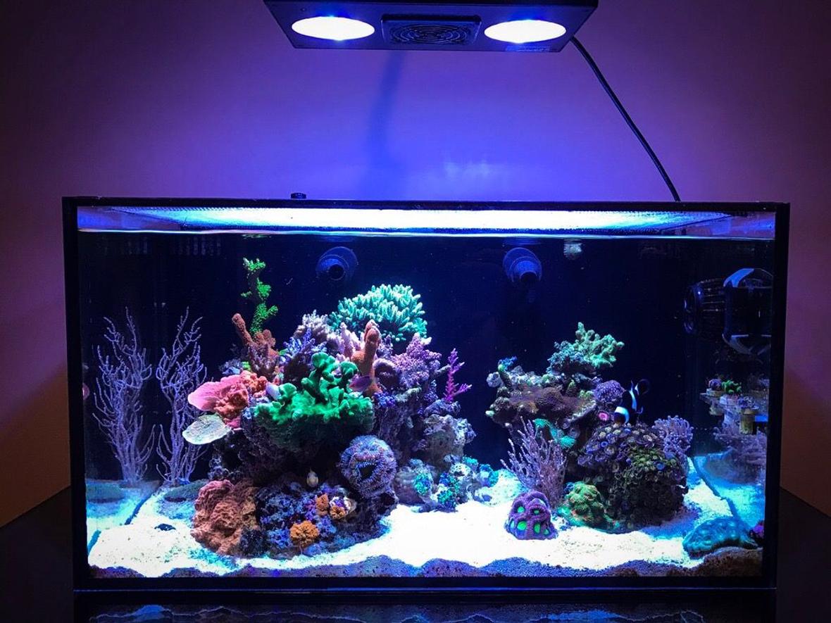 20 gallons reef tank (mostly live coral and fish) - 20 gallons. Full tank shot.