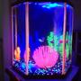 46 gallons freshwater fish tank (mostly fish and non-living decorations) - 8.8 Hexagon tank with 6 glo tetra, 4 glo danio,and 2 albino cory. All fake decor.