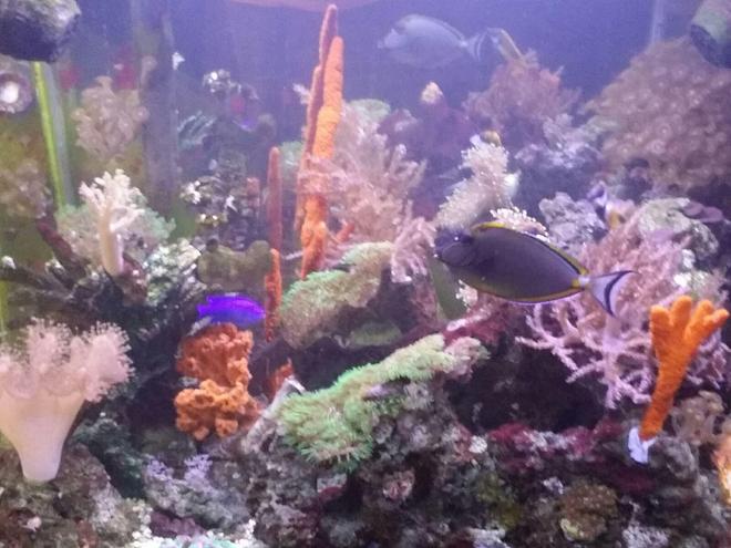 120 gallons reef tank (mostly live coral and fish) - Fish and corals