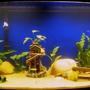 fish tank picture - Full view of my 46gal Bowfront Tank. Fish just waking up.