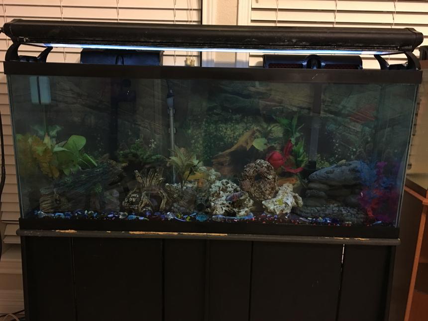 Rated #79: 50 Gallons Freshwater Fish Tank - My Adult cichlid tank.