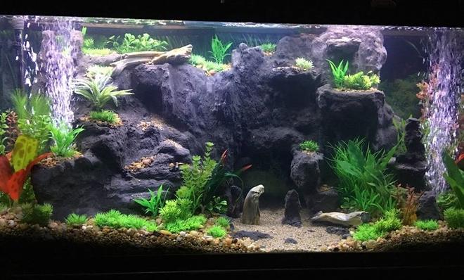 75 gallons freshwater fish tank (mostly fish and non-living decorations) - West Africian Biotope(ish) I'm not super strict.