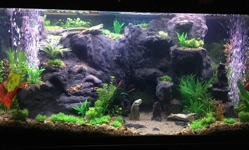 Rated #5: 75 Gallons Freshwater Fish Tank - West Africian Biotope(ish) I'm not super strict.