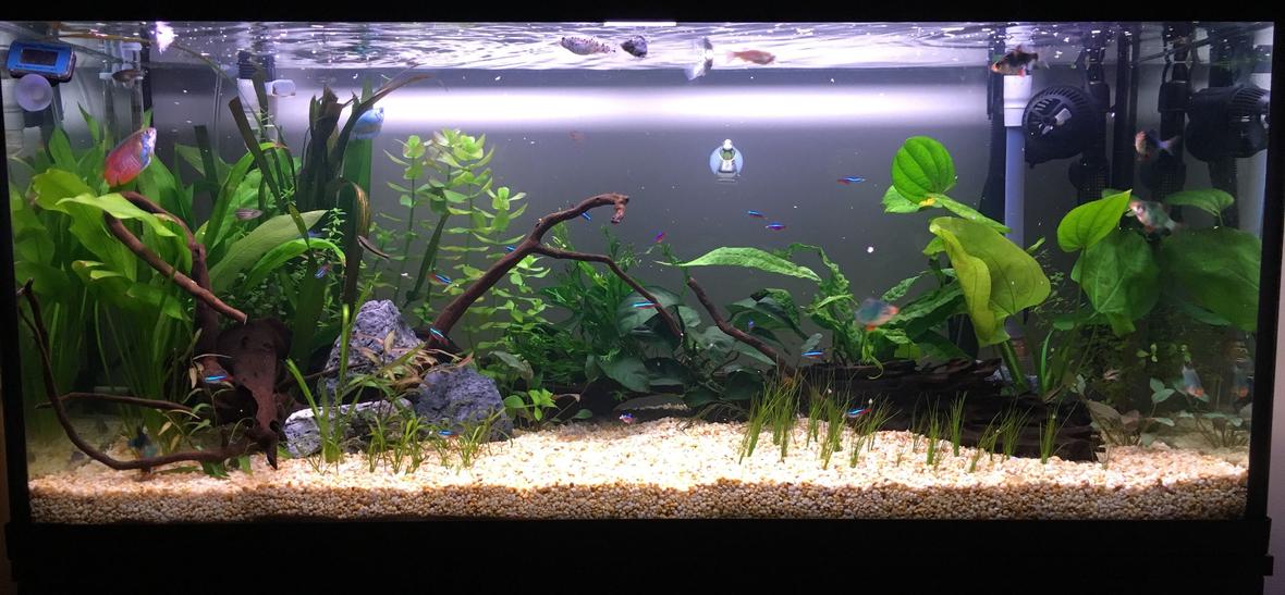 32 gallons planted tank (mostly live plants and fish) - New tank. 1 month old