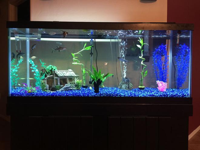 75 gallons freshwater fish tank (mostly fish and non-living decorations) - 75 Gallon Semi Aggressive freshwater