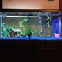 75 gallons freshwater fish tank (mostly fish and non-living decorations) - 75 Gallon Semi Aggressive freshwater