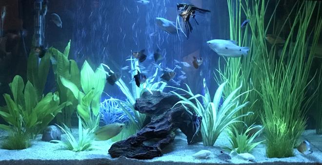 29 gallons freshwater fish tank (mostly fish and non-living decorations) - Blue led lighting.