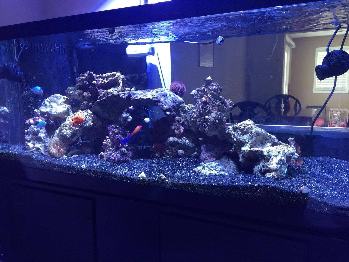 75 gallons saltwater fish tank (mostly fish, little/no live coral) - 75 gal FOWLR tank