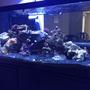 75 gallons saltwater fish tank (mostly fish, little/no live coral) - 75 gal FOWLR tank