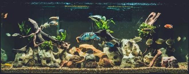120 gallons freshwater fish tank (mostly fish and non-living decorations) - 120 gallon
