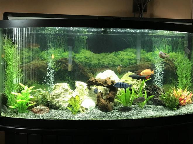 60 gallons freshwater fish tank (mostly fish and non-living decorations) - My 60 gallons tank,with African Cichild