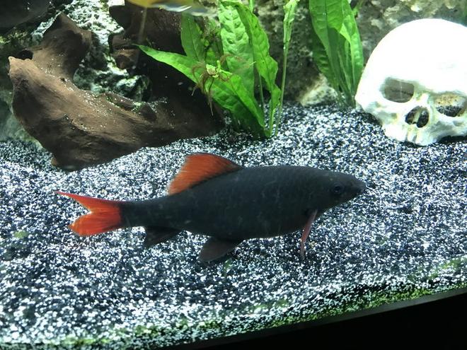 freshwater fish stocking in 60 gallons tank - Red-tailed black shark