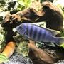 freshwater fish stocking in 60 gallons tank - Cobalt blue Zebra Cichlid