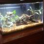 10 gallons planted tank (mostly live plants and fish) - 2 dwarf gourami 1 rubber lip pleco 1 silver zebra angelfish 4 tiger barbs Tiger barbs colors look faded because recently did water change and they are stressed