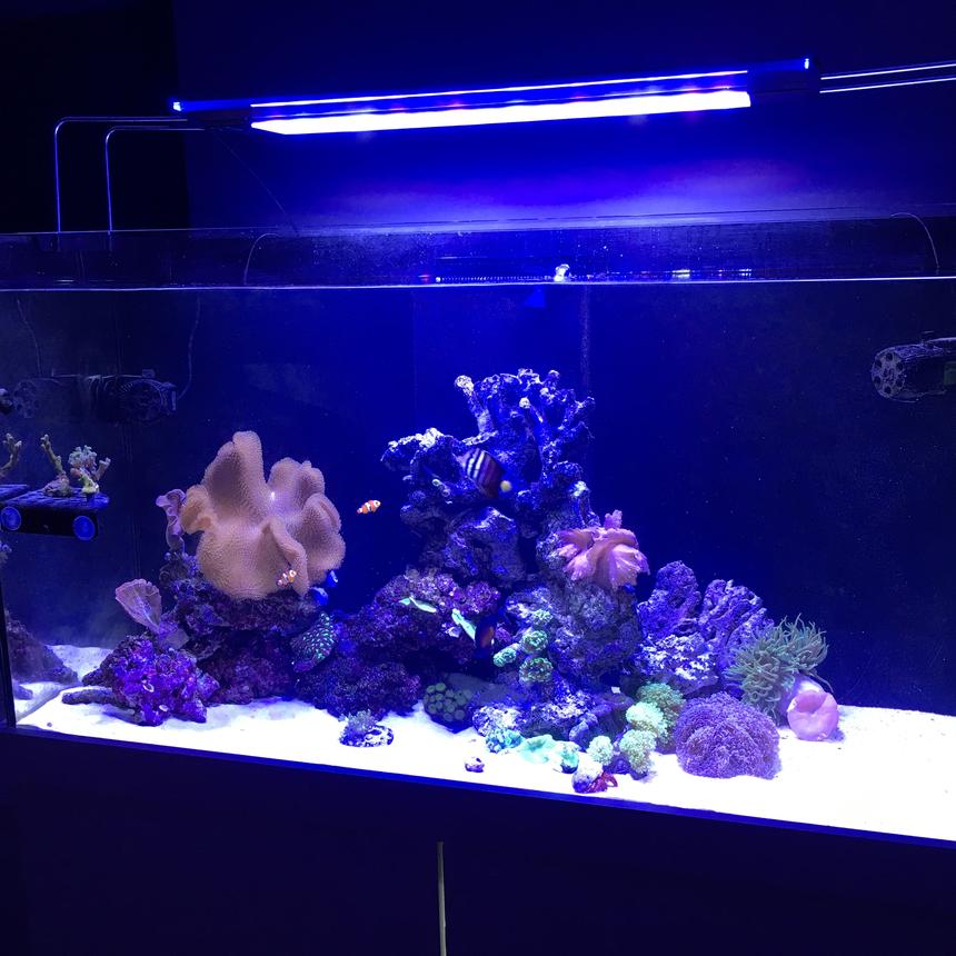 Rated #14: 99 Gallons Reef Tank - Tank